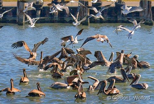 Fowl Feeding Frenzy_28818.jpg - Photographed in Seadrift, Texas, USA.